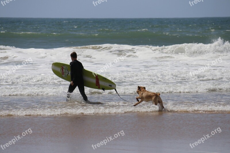 Surf Dog Companion Plank Domestic Animals