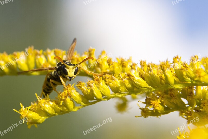 Wasp Summer Yellow Insect Macro