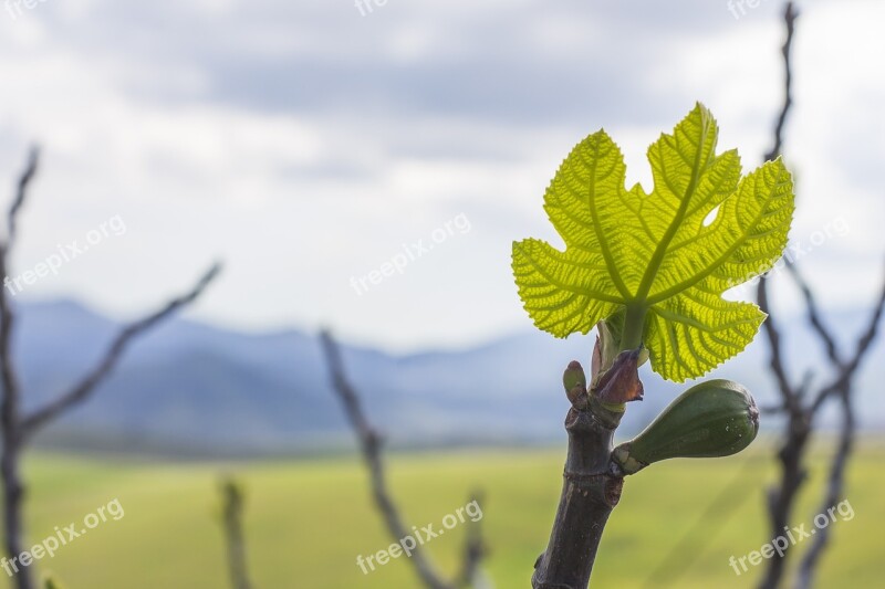 Leaf Fig Tree Fig Tree Green Leaves