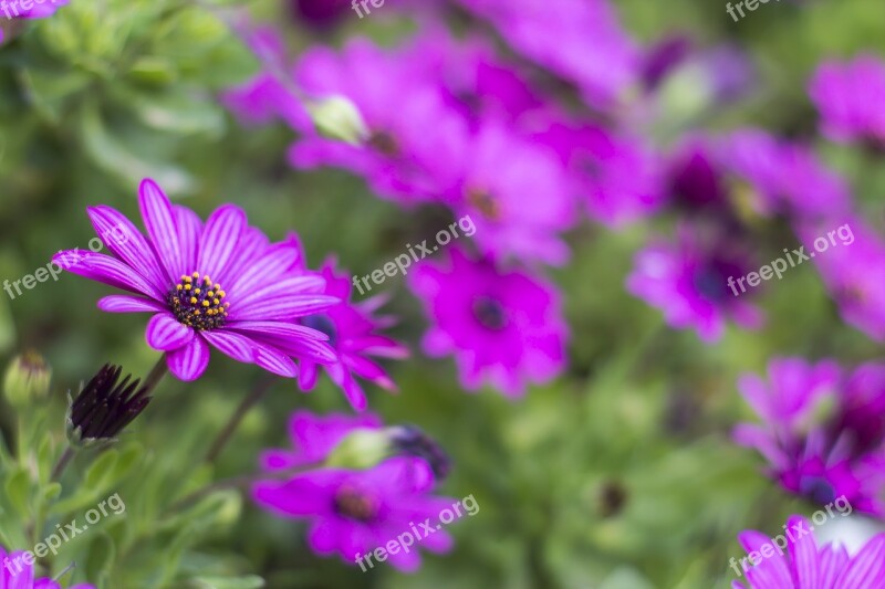 Margaritas Flowerpot Purple Lilac Daisy Flower