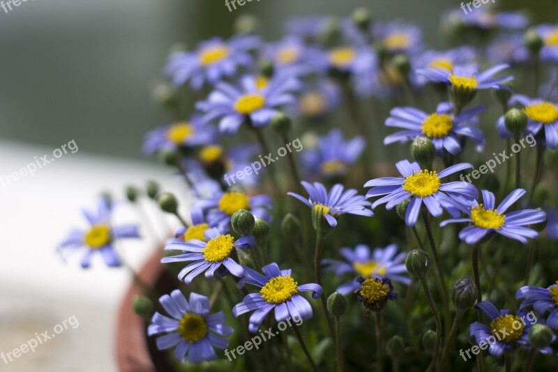 Margaritas Flowerpot Purple Lilac Daisy Flower