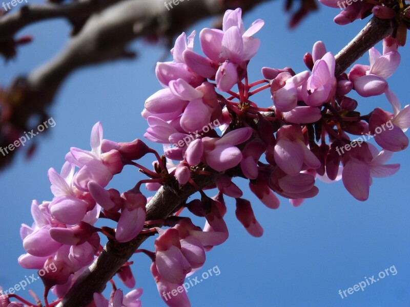 Judas-tree Love Tree Cercis Free Photos