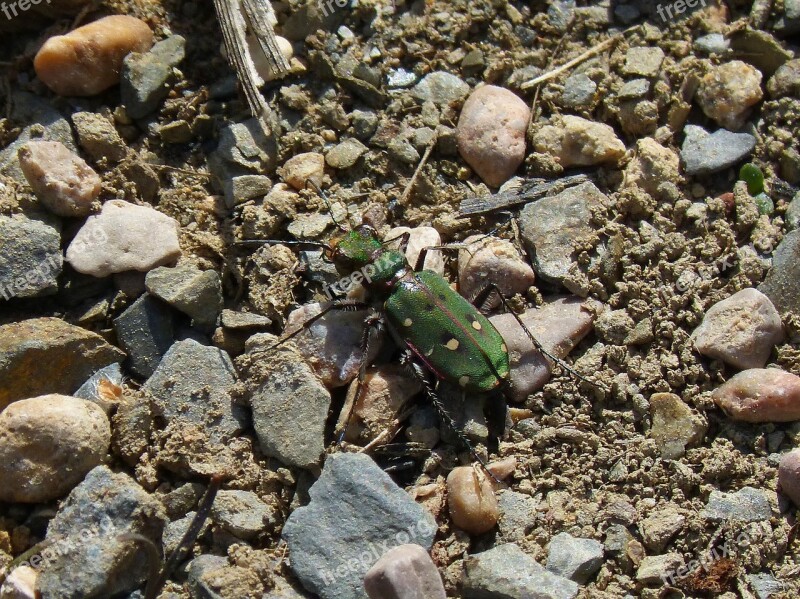 Cicindela Campestris Country Cicindela Green Beetle Coleoptera Free Photos