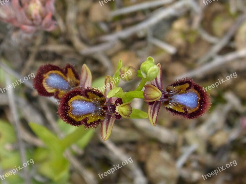 Ophrys Speculum Apiary Abellera Orchid Priorat