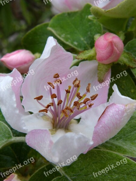 Quince Flower Quince Flower Cocoon Pistils