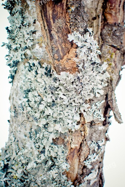 Parmelia Sulcata Lichen Leaf Braid Tree Braid Sulcatflechte