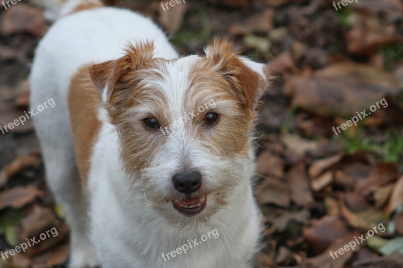 Jack Russell Terrier Jrt Jack Russell Dog Animal