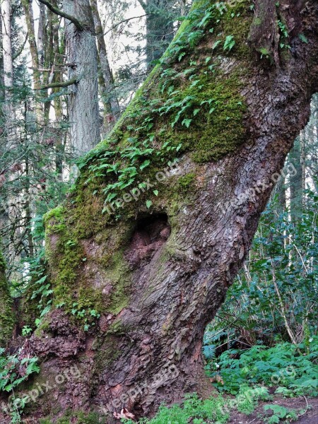 Tilted Tree Forest Hiking Nature