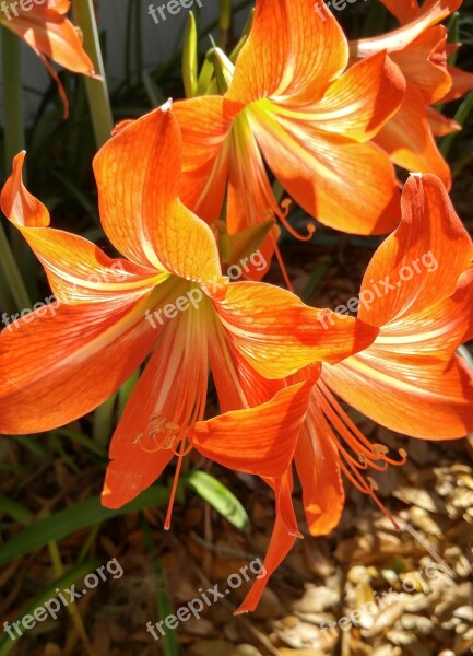 Amaryllis Sun Fire Flower Blossom