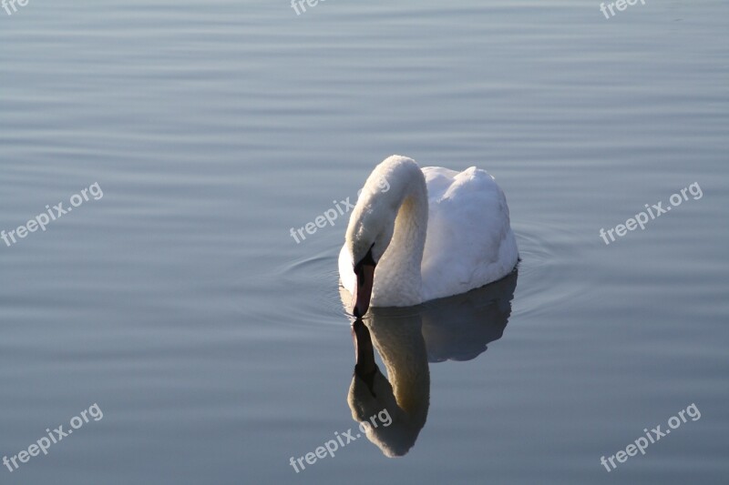 Swan Beautiful Water Swim Mirror Image