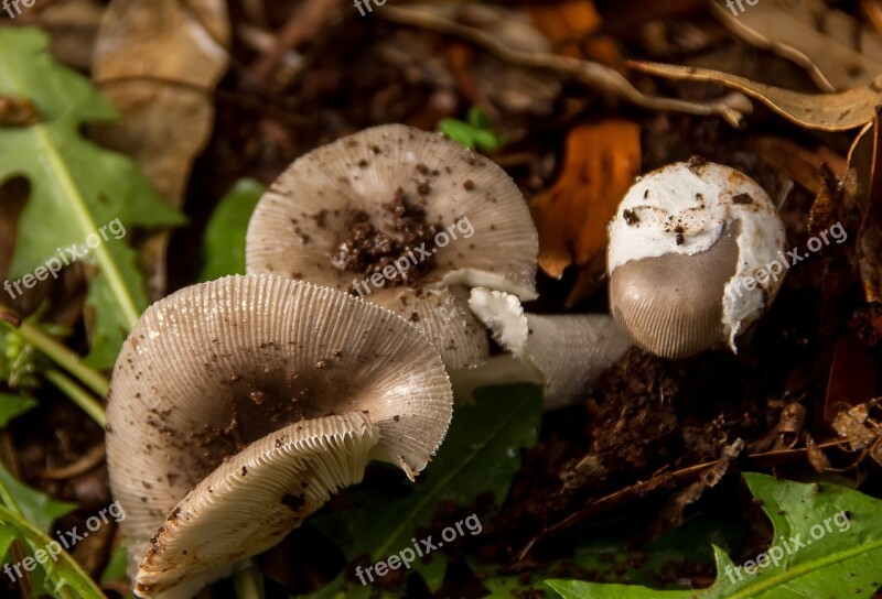 Fungus Cream Brown Mushrooms Wet