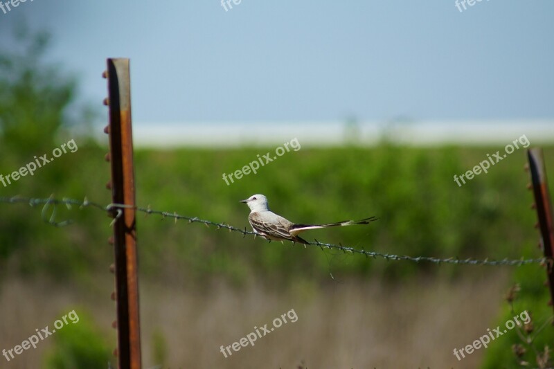 Bird Birding Nature Wildlife Fence