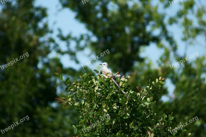 Bird Birding Nature Wildlife Tree