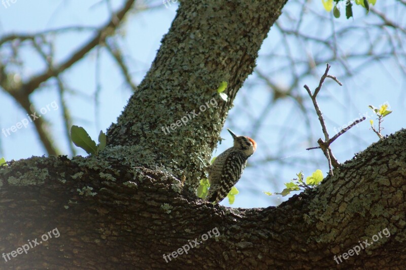 Bird Birding Nature Wildlife Tree