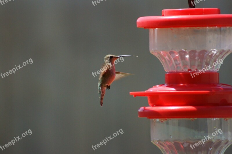 Hummingbird Bird Birding Nature Wildlife