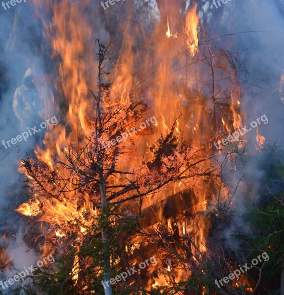 Easter Fire Branches Leaves Fire Green