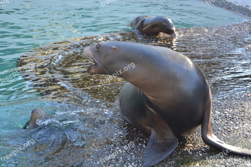 Seal Zoo Robbe Water Meeresbewohner