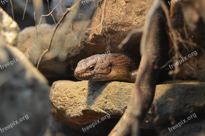 Reptile Rock Schuppenkriechtier Scaly Brown