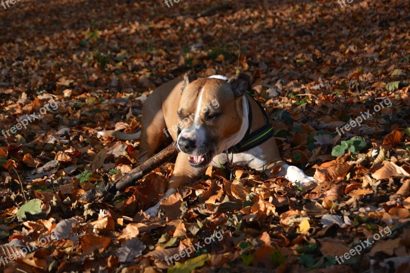 Dog Autumn Amstaff Pitbull American Staffordshire Terrier