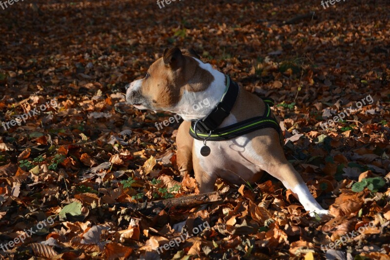 Dog Autumn Amstaff Pitbull American Staffordshire Terrier