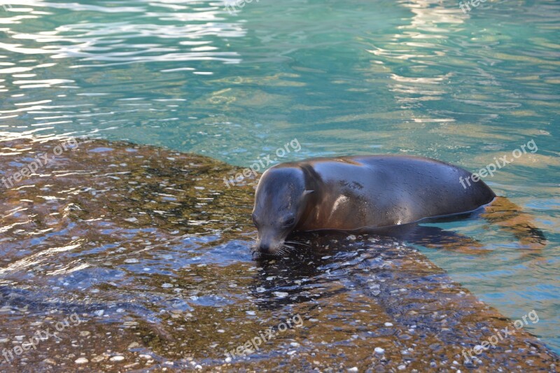 Water Seal Robbe Zoo Mammal