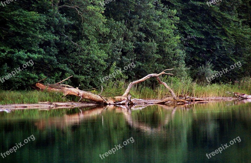 Tree Lake Forest Dry Wood Reflection