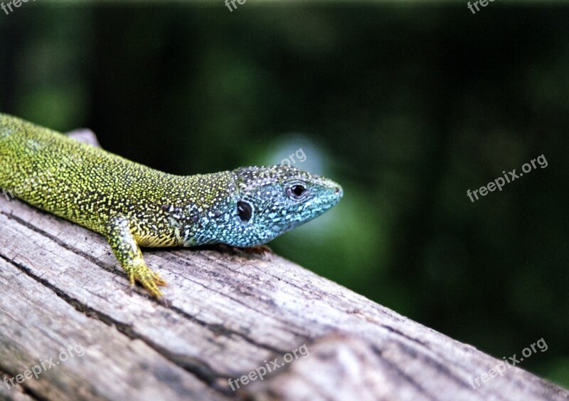 Western Green Lizard Lizard Amphibian Bright Colored