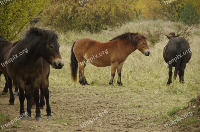 Wild Horse Horse Animal Graft Nature