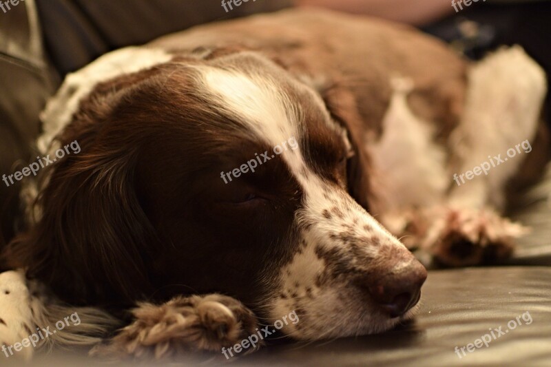 Dog Sleeping Dog Spaniel Sleeping Pet