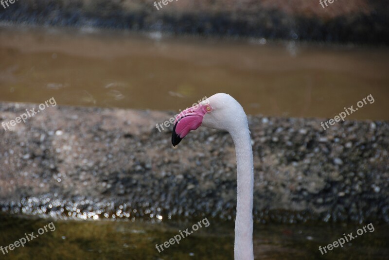 Flamingo Head Neck Water Bird Free Photos