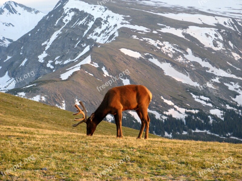 Colorado Deer Wildlife Mountain Snow