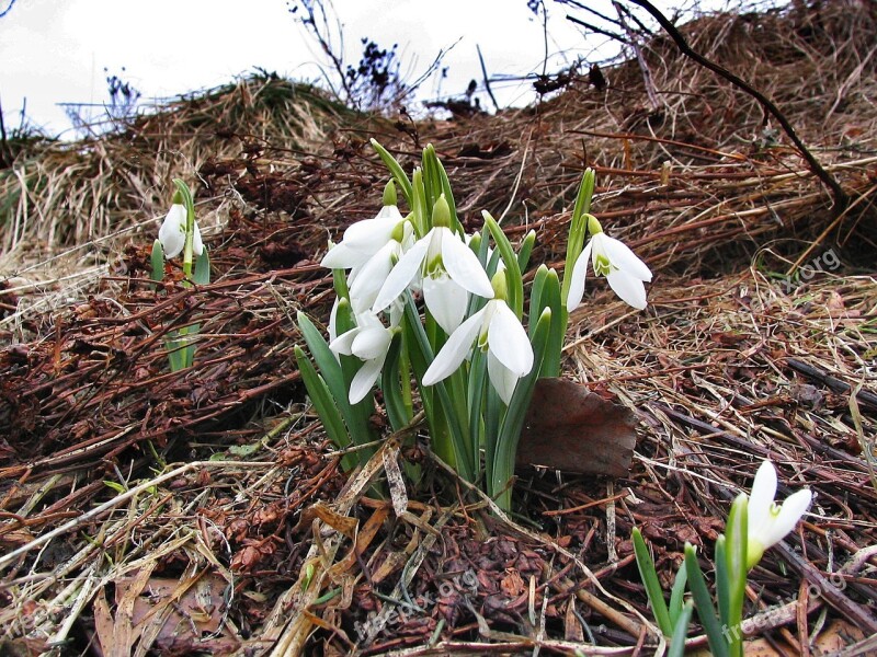 Snowdrops Spring Tatry Flowers Meadow