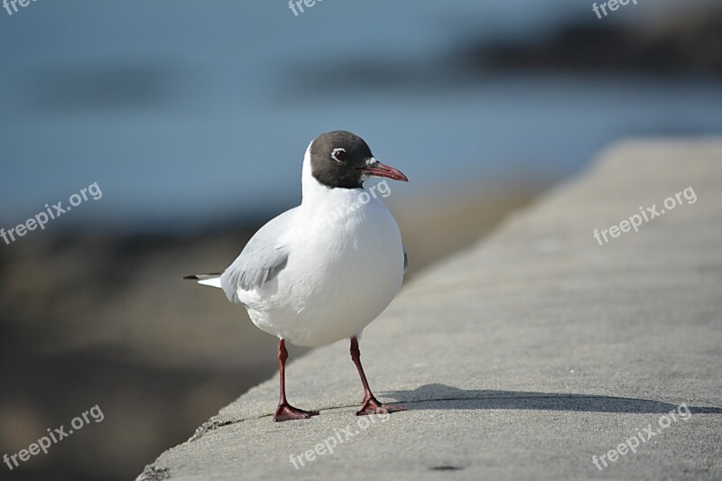 Bird Seagull Tern Fauna Nature