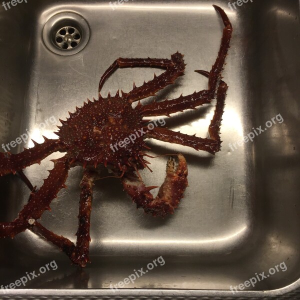 Crab Sea King Crab Shellfish Free Photos