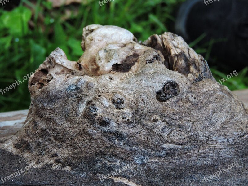 Burl Tree Wood Trunk Free Photos