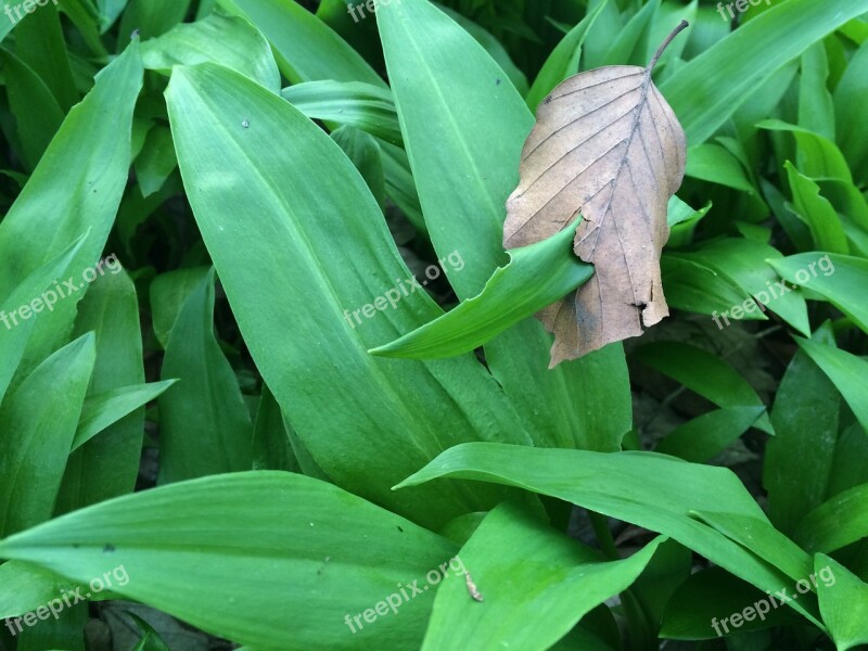 Bear's Garlic Wild Garlic Allium Wild Vegetables Young Leaves