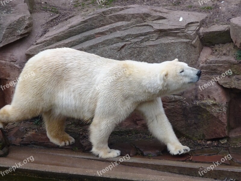 Polar Bear Zoo Bear White Stretcher White Fur