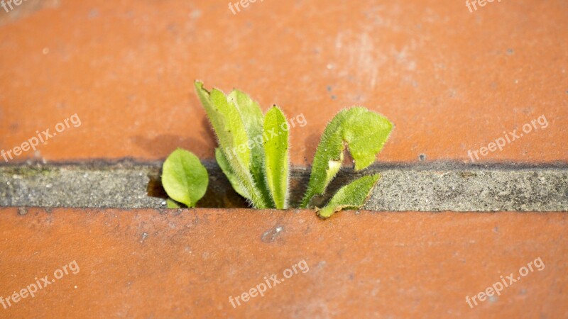 Spring Takeshi Bud Life Nature