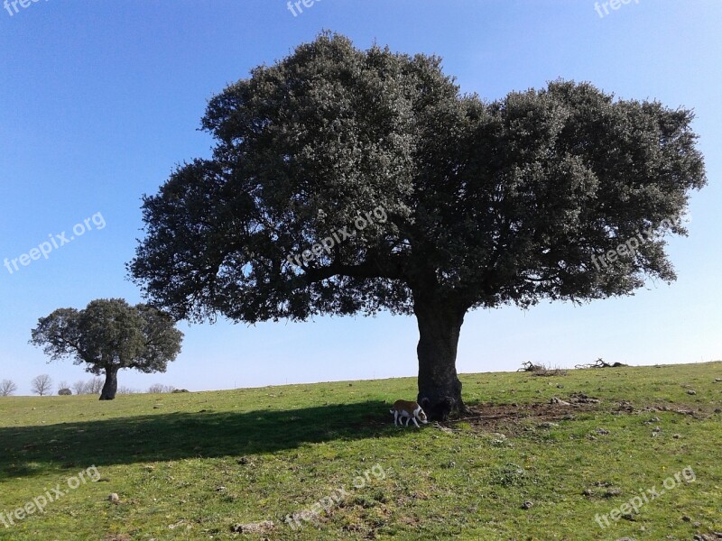 Encina Tree Cipérez Free Photos