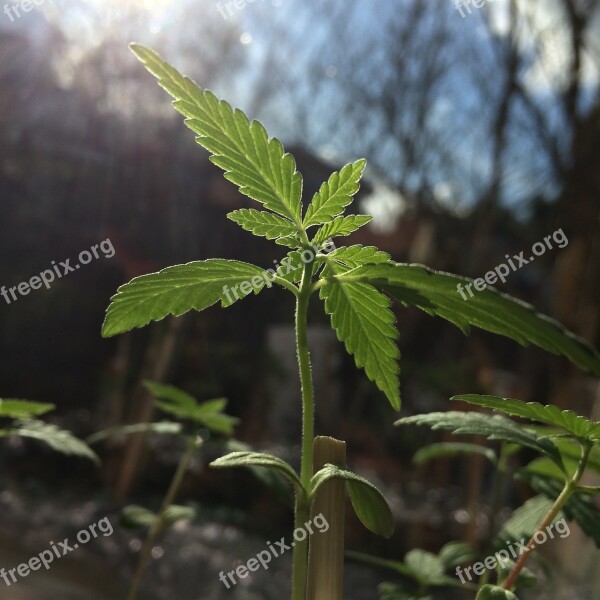 Cannabis Seedling Foliage Marijuana Free Photos