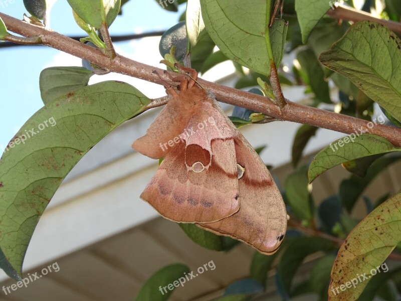 Moth Butterfly Insect Nature Summer