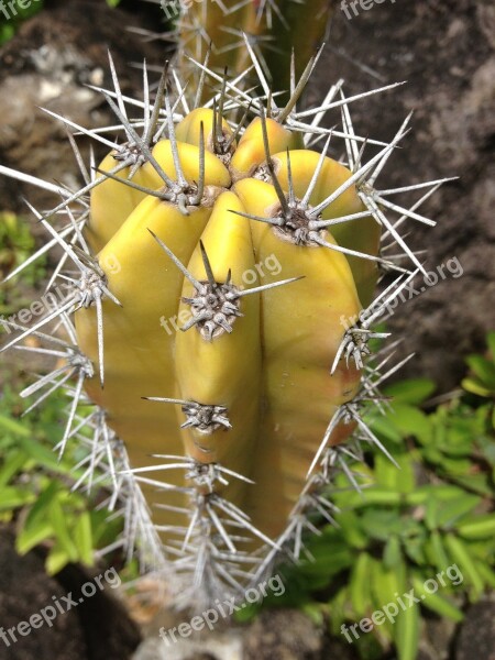 Flower Tropical Guadeloupe Exotic Flower Botany