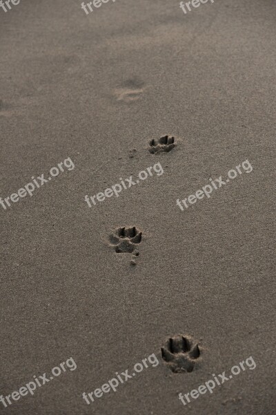 Footprints Beach Sand Dog Path