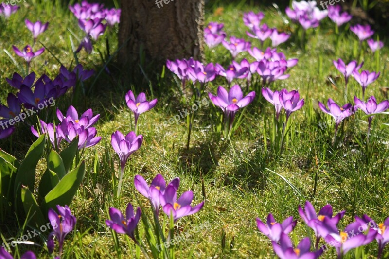 Crocus Sun Spring Violet Flower Meadow