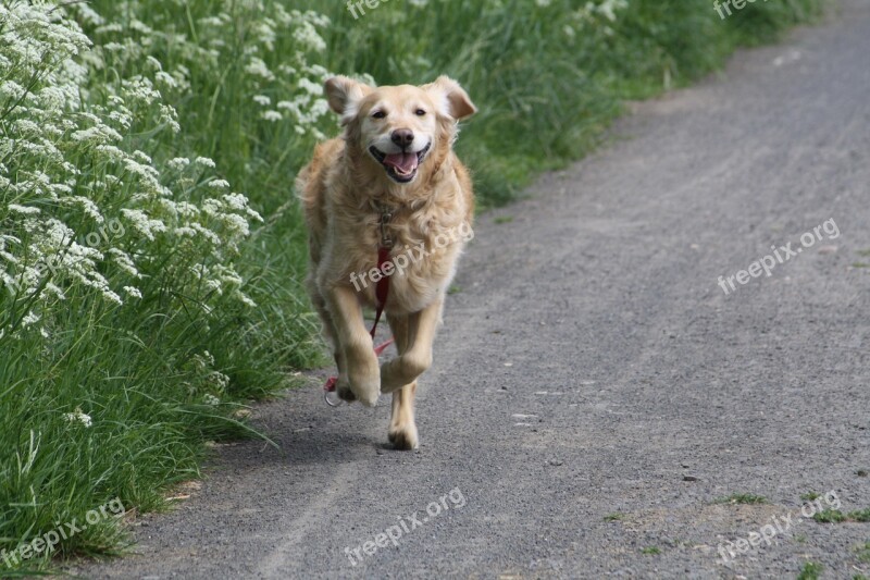 Dog Golden Retriever Golden Retriever Pet