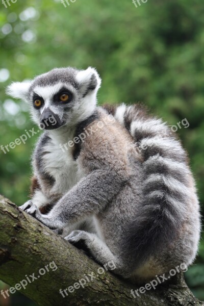 Ring Tailed Lemur Monkey Prosimian Lemur Catta Madagascar