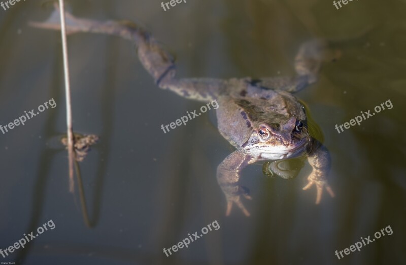 Frog Pond Water Amphibian Pond With Frogs