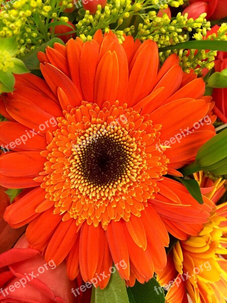 Flower Gerbera Macro Spring Orange