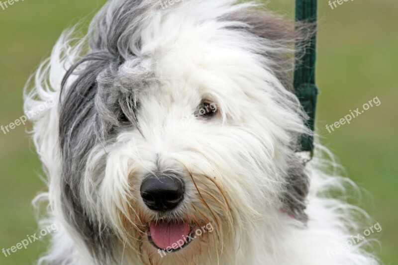 Alert Dog Hairy Feathering Fur