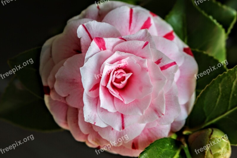 Camelia Flower Nature Free Photos